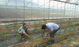 衡东三樟镇建设黄贡椒种植基地 助力乡村振兴