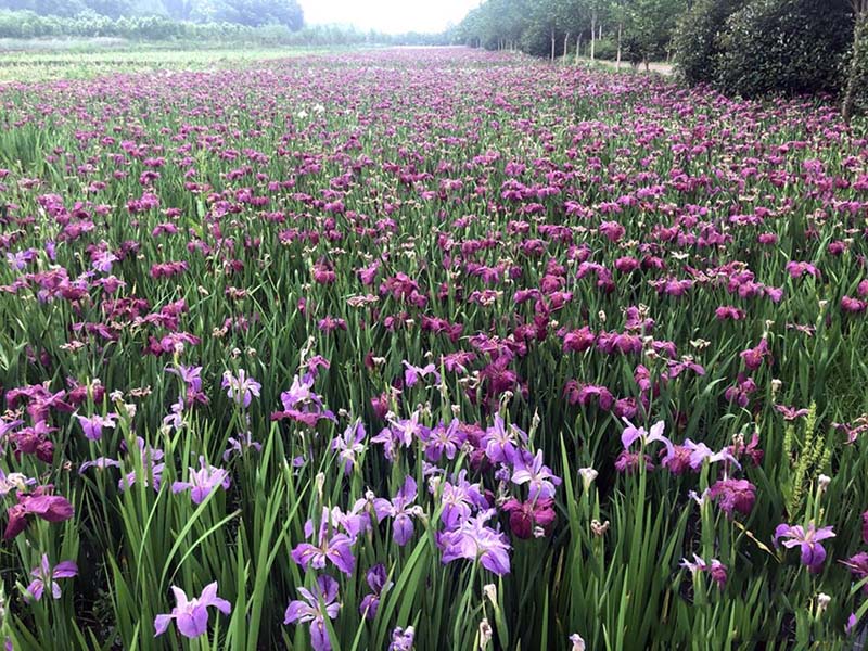 祁阳县茅竹镇三家村山水林田湖草系统治理成效显著.jpg